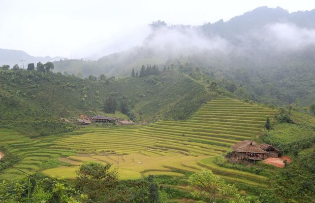 Terraced rice field in Hoang Thu Pho